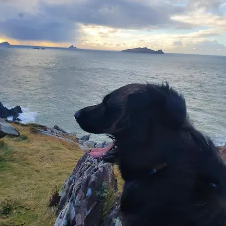Bed and breakfast The Plough Ventry