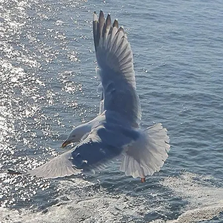 The Plough לינה וארוחת בוקר ונטרי