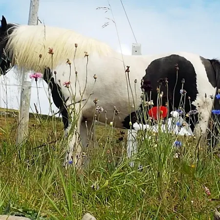 The Plough 3* Ventry