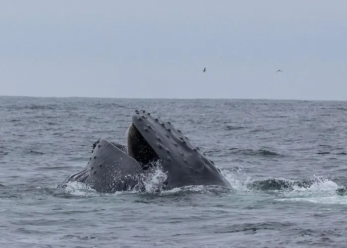 ベッド・アンド・ブレックファスト The Plough 3*