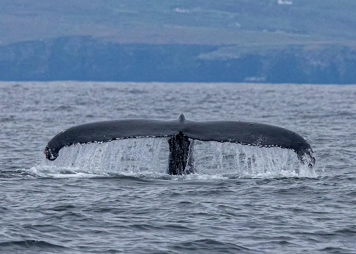 The Plough 벤트리